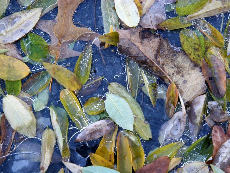 First Ice of the Season - Foliage in a Puddle of Ice