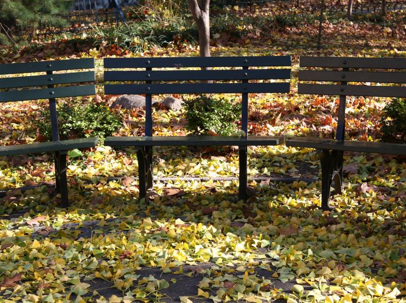 Mostly Ginkgo Leaf Ground Foliage