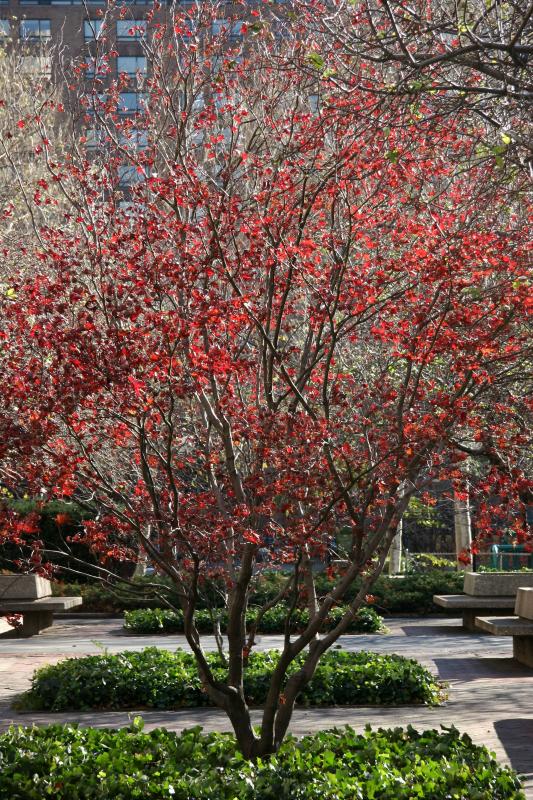 Japanese Red Maple