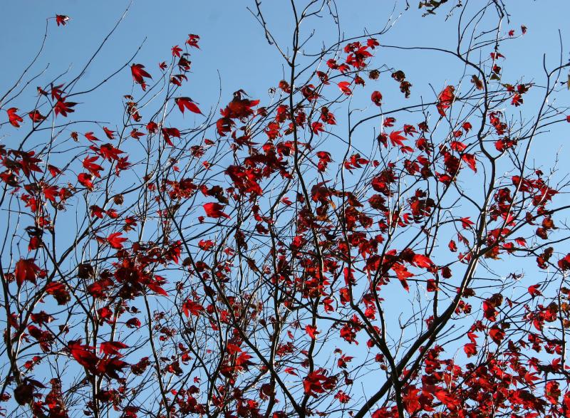 Japanese Red Maple
