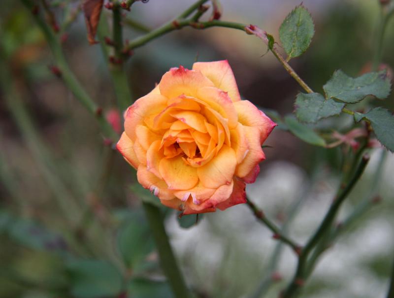 Miniature Rose
