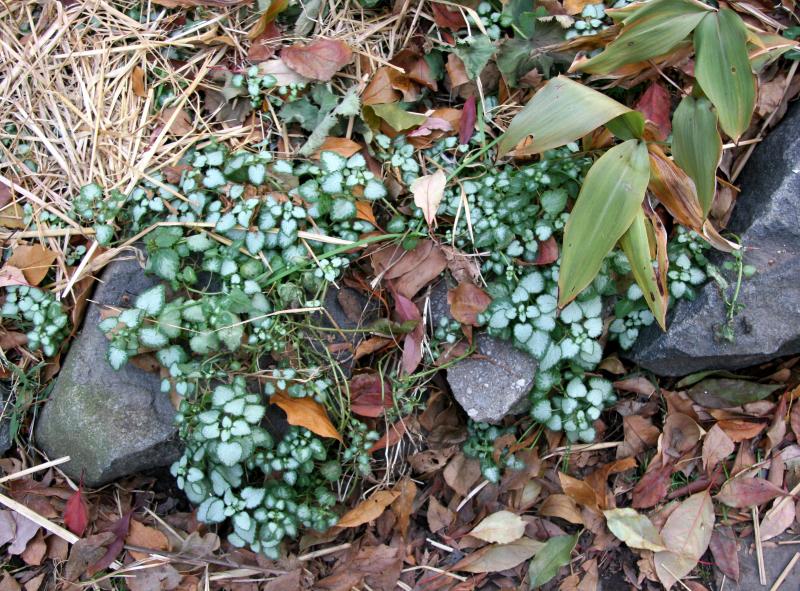 Ground Foliage