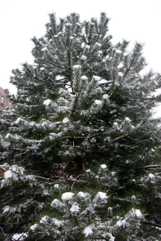 Pine Tree