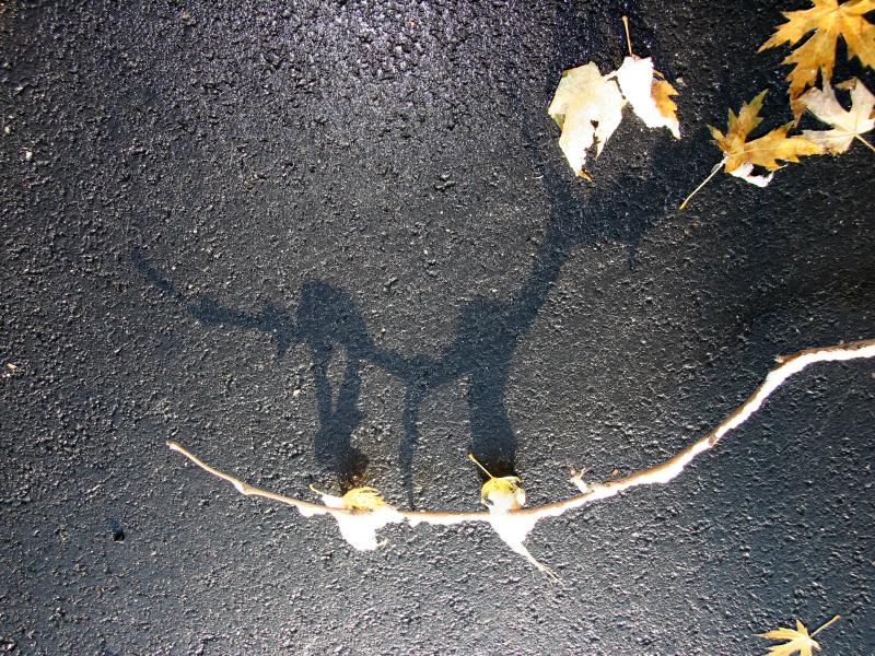 Maple & Shadow Horse Play