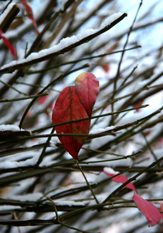 Burning Bush