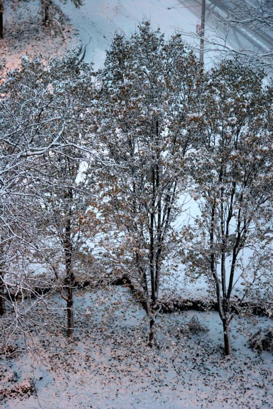 Pear Trees - Early Morning