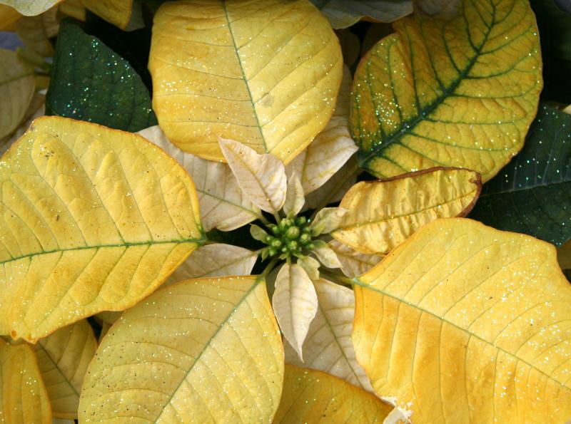 Painted Yellow Poinsettia