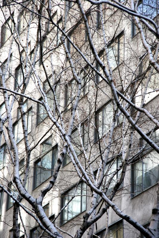 Birch Forest in the City