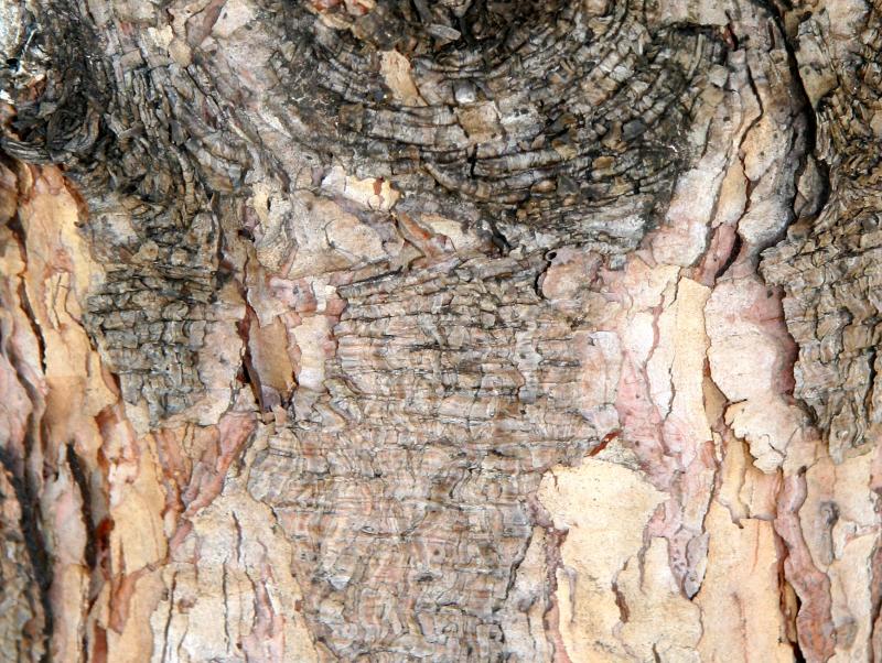 Long Needle Pine Tree Bark