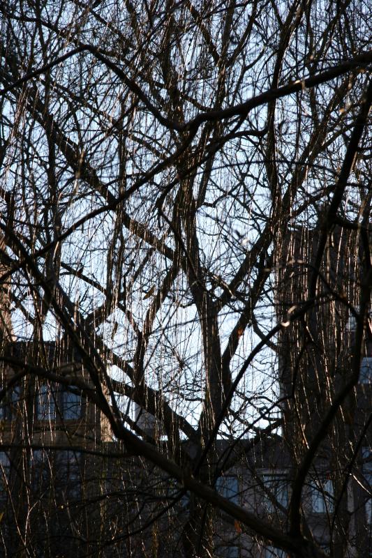 Willow Tree Branches