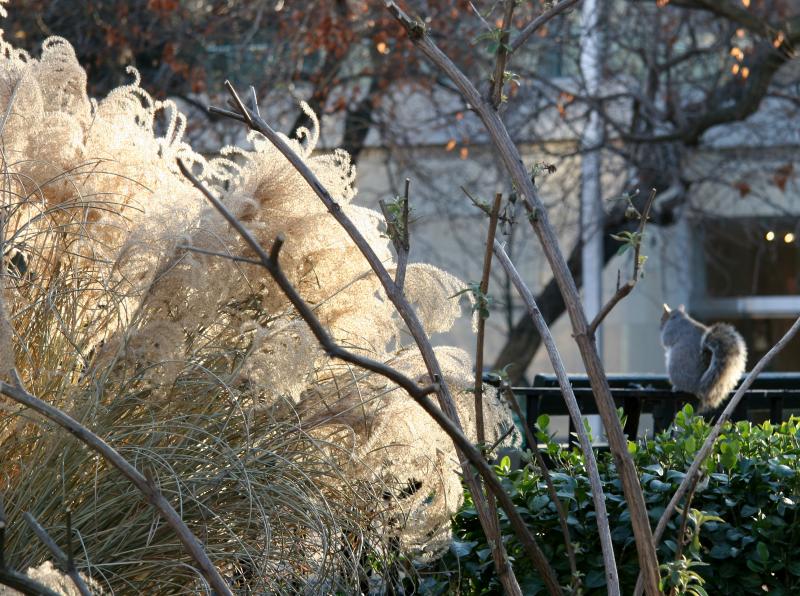 Pampas Grass & Squirrel