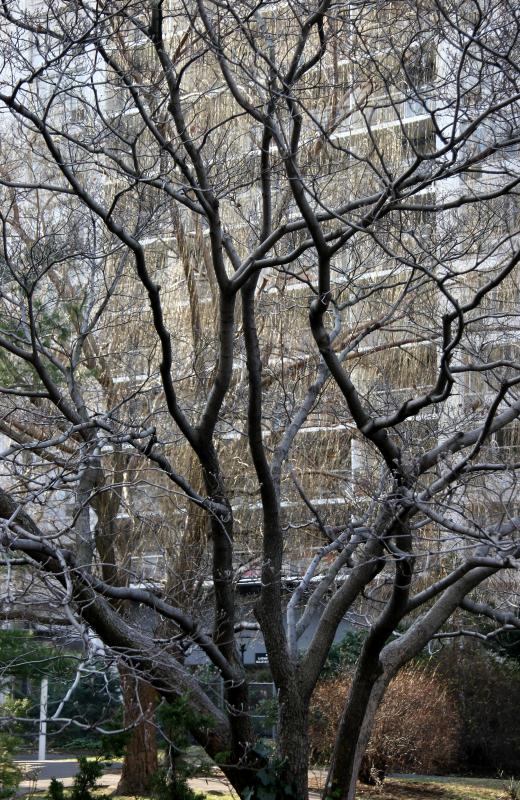 Dogwood & Willow Branches