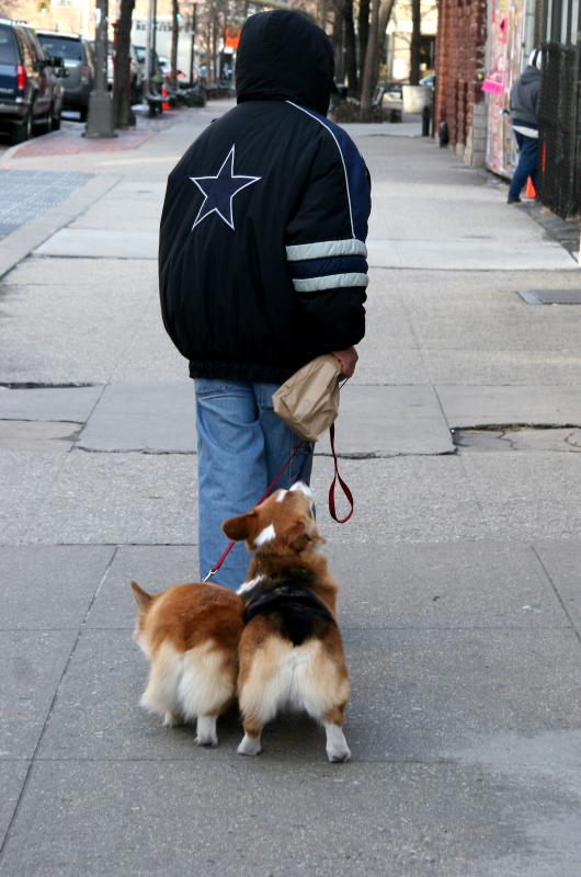 Walking the Corgies toward Prince Street