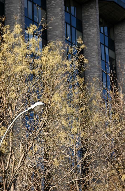 Street Light & Scholar Trees at NYUs Courant Institute of Mathematics