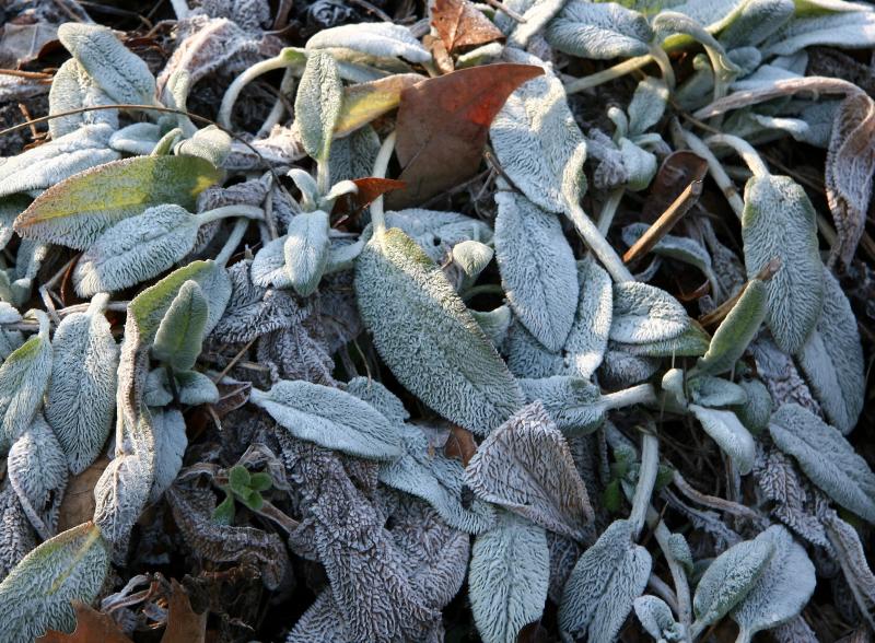 Frost on Lambs Ears or Stachys