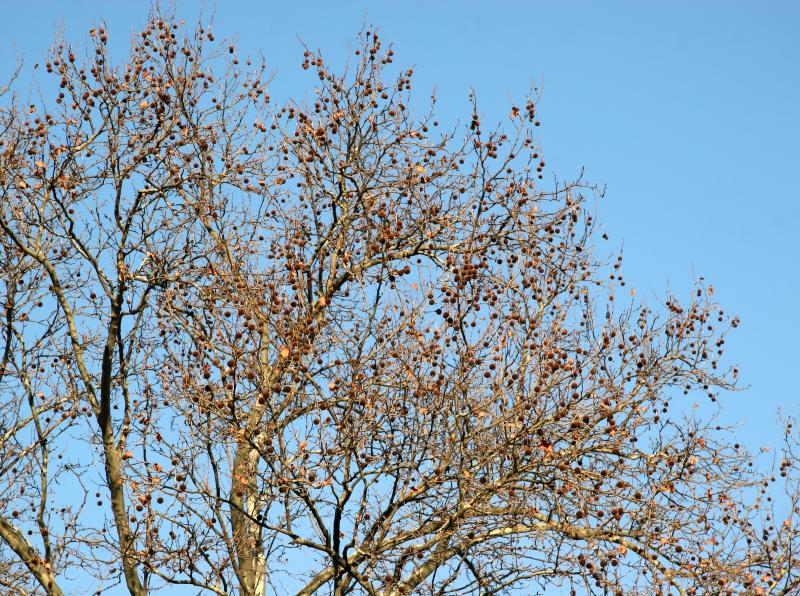 Sycamore Tree Seed Balls
