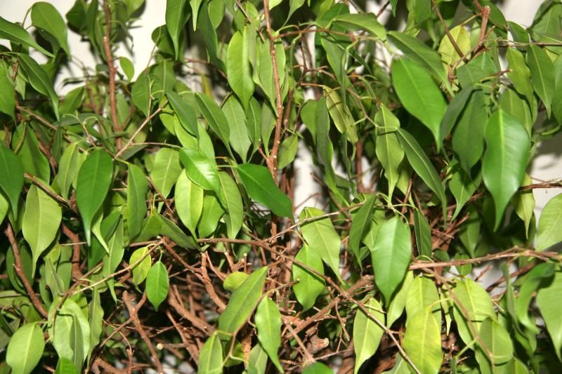 Ficus Foliage