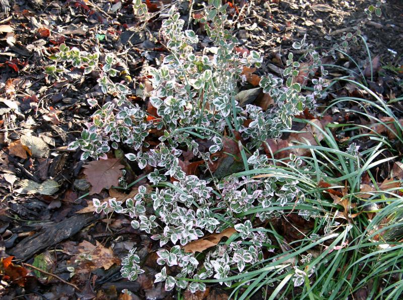 Ground Foliage