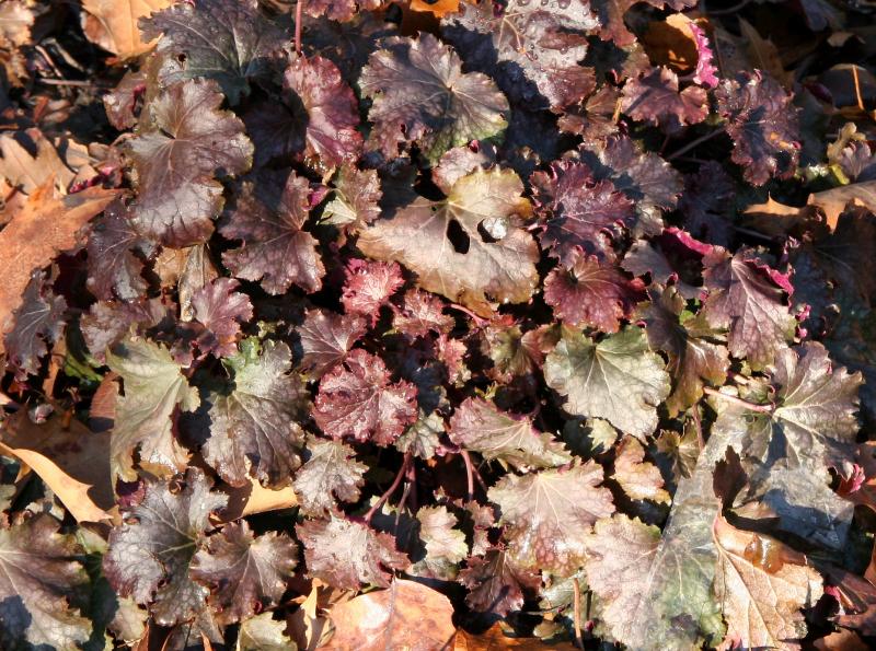 Heuchera