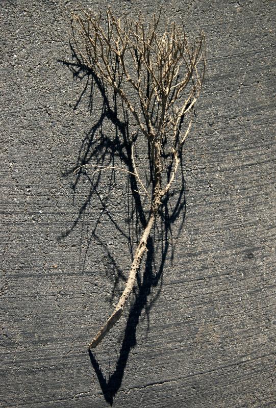 Burning Bush Branch in a Garden Path