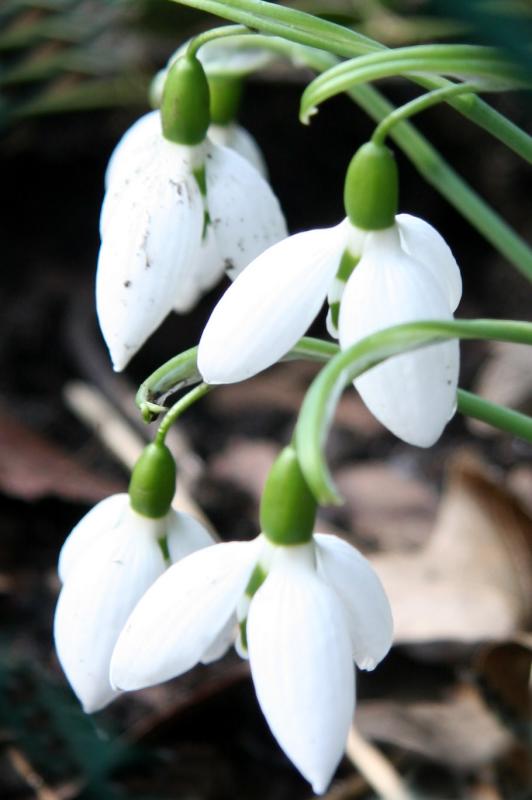 Snowdrops