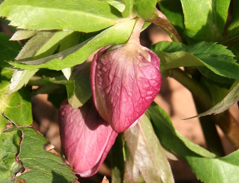 Helleborus or Lenten Rose Buds