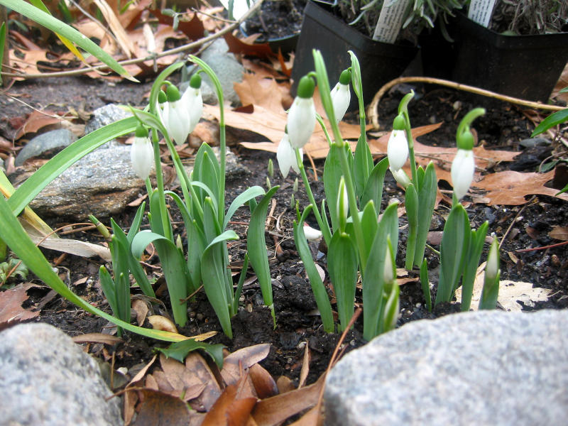 Snowdrops
