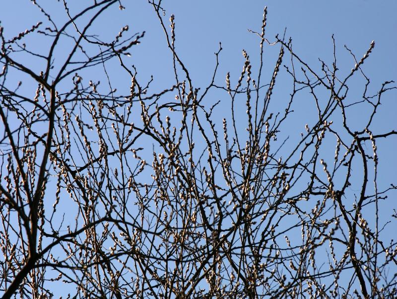 Pussy Willow Tree