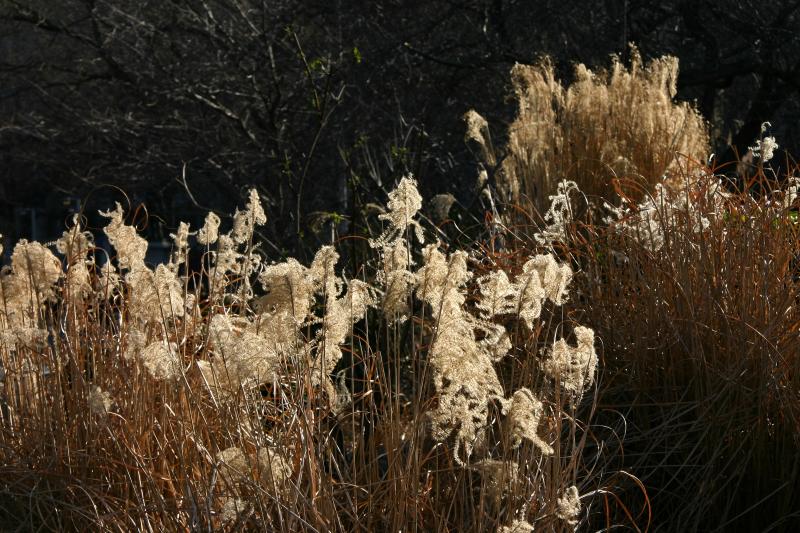 Pampas Grass
