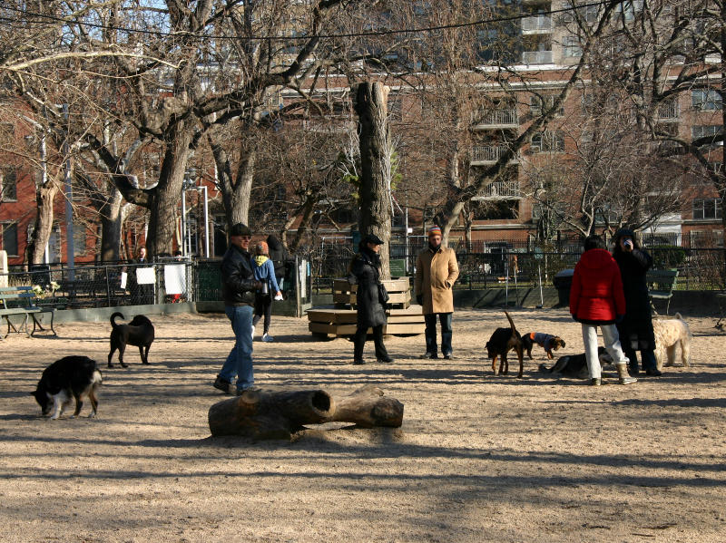 Georges Dog Run