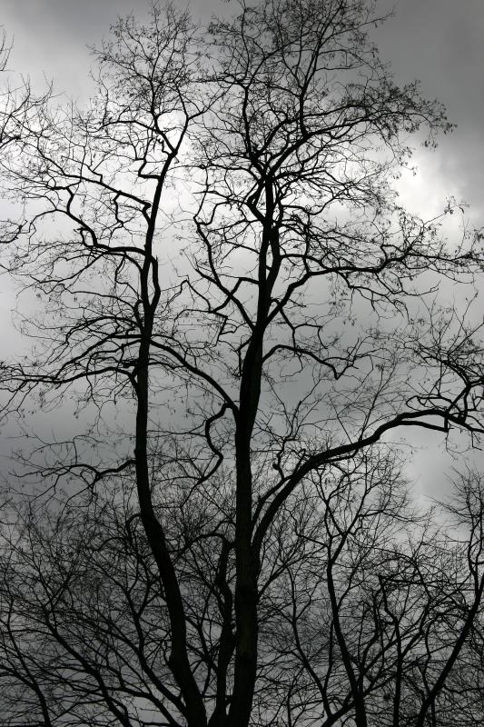 Black Locust Tree Top