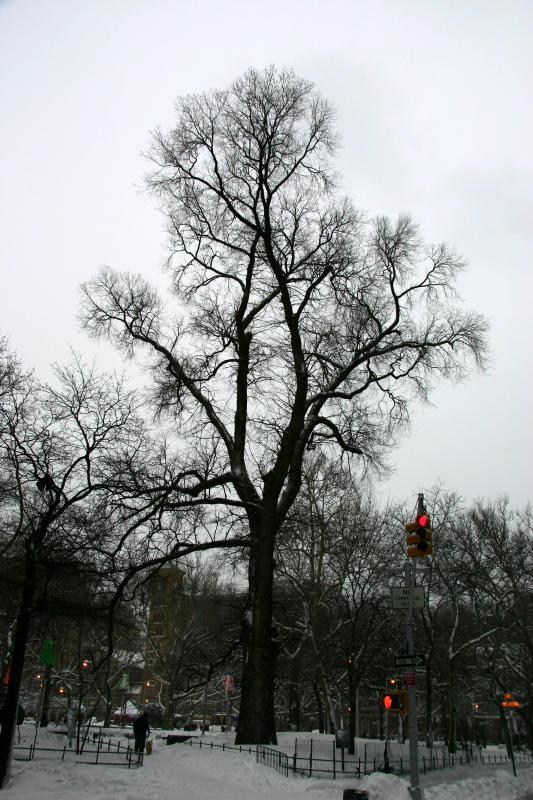 English Elm or Hangmans Tree at Northwest  Corner - Southeast View