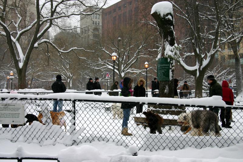 Dog Run