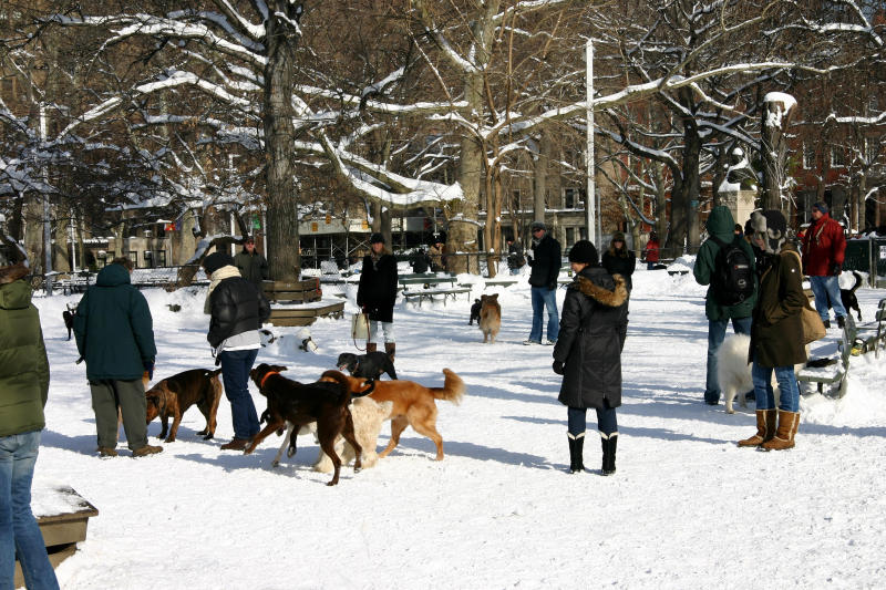 Dog Run