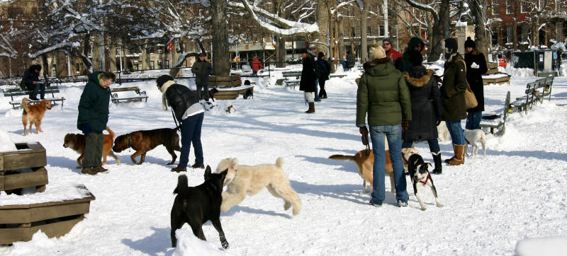 Dog Run