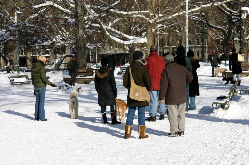 Dog Run