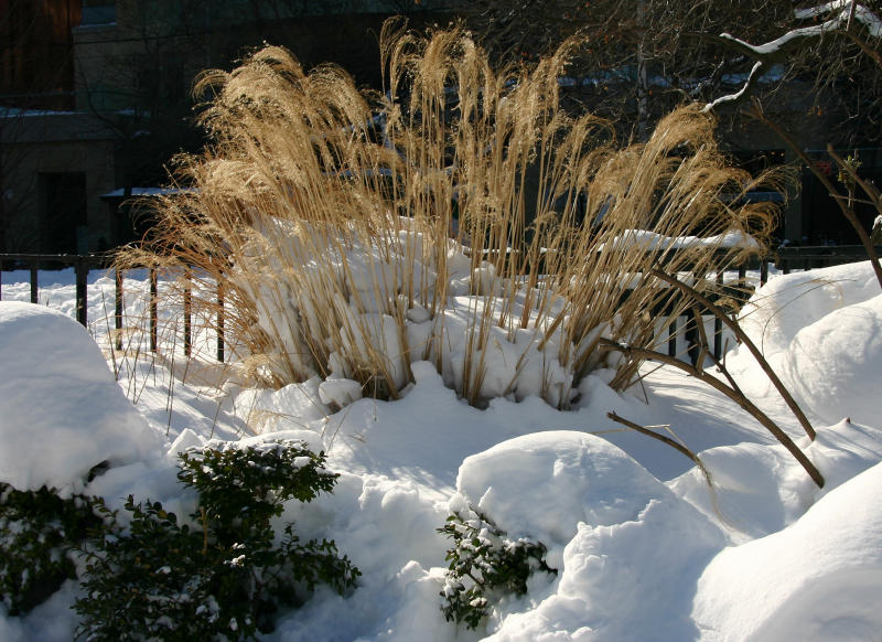 Winter Garden