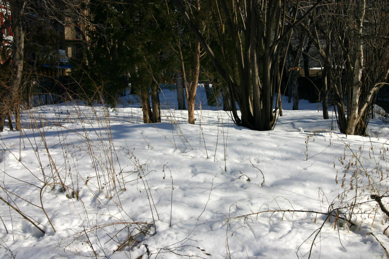 Corylus or Hazel Tree