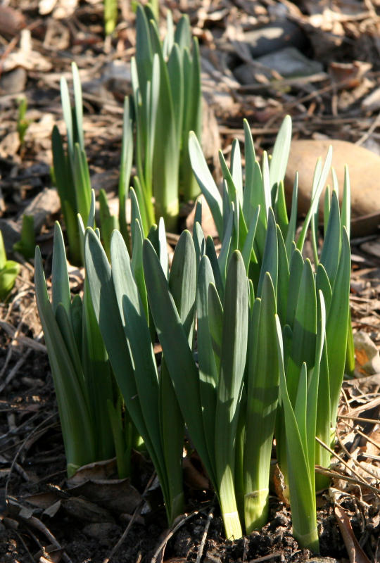 Daffodils Rising