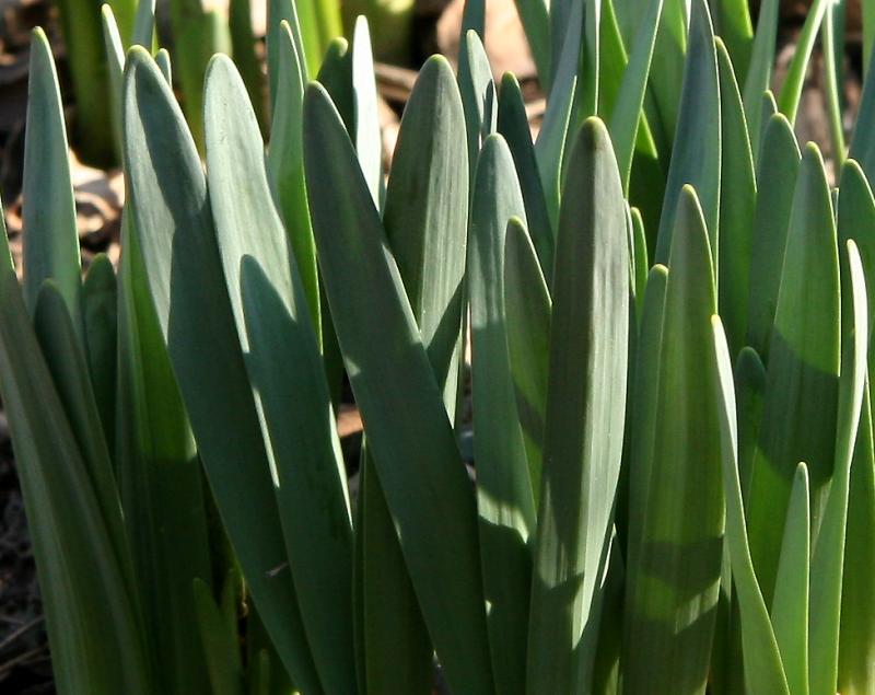 Daffodils Rising