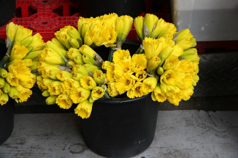 Bucket of Daffodils for Sale from a Street Flower Vendor