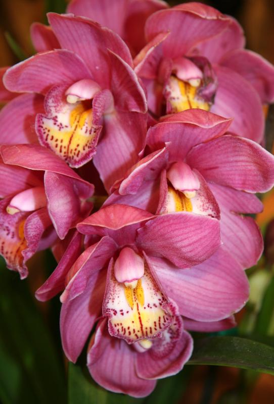 Orchids - Garden Supply Store