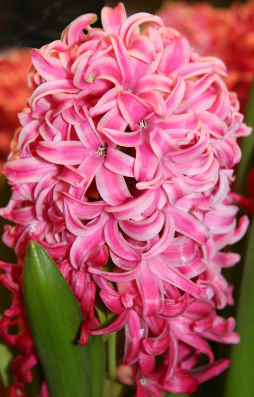 Hyacinth - Garden Supply Store