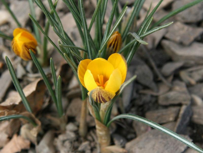 First Yellow Crocus of the Season