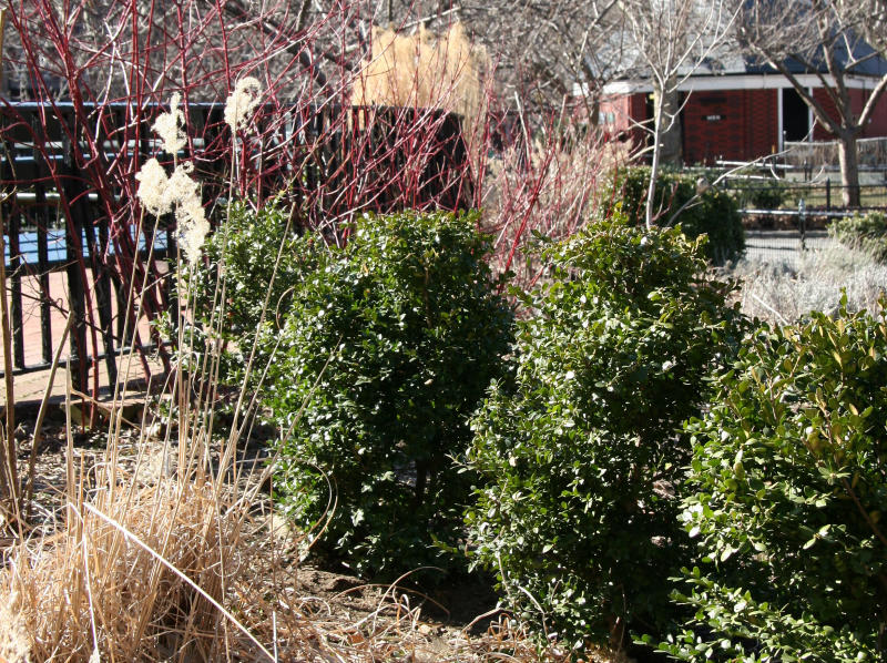 Winter Garden