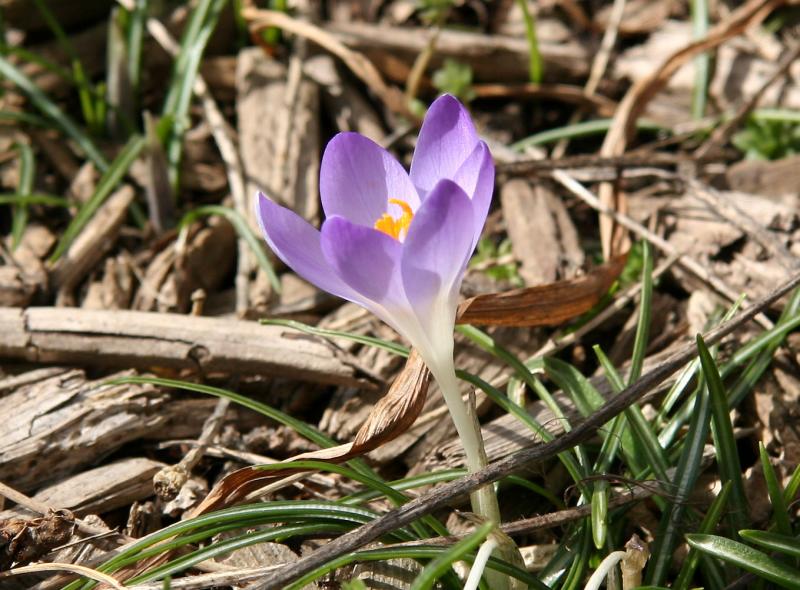Crocus