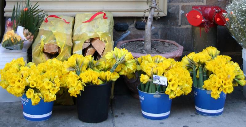 Daffodils for Sale