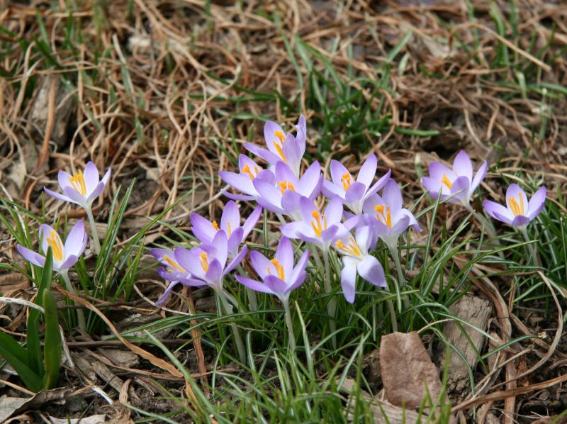 Crocus