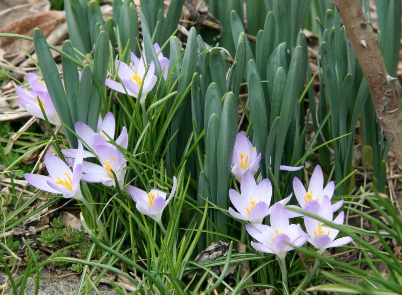 Crocus
