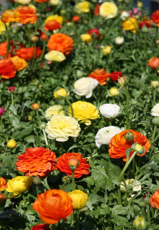 Ranunuclus - Flower Market